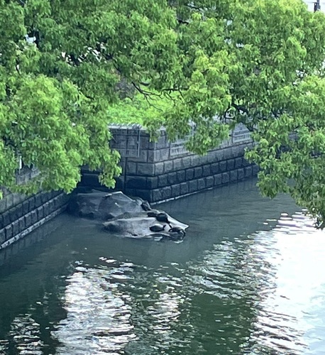 04中之島.jpg
