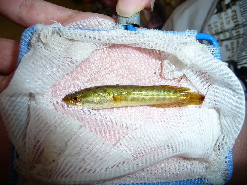 ライギョの稚魚 ちゃんちゃんのたわごと